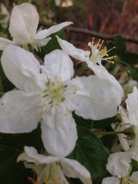 Foto un primer plano de las flores de cerezo que florecen al aire libre