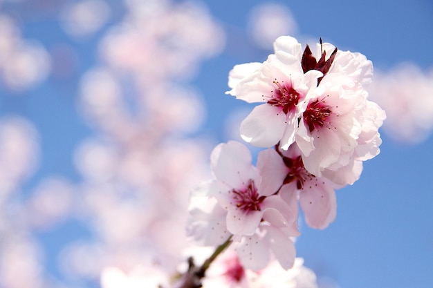 Primer plano de las flores de cerezo que florecen al aire libre