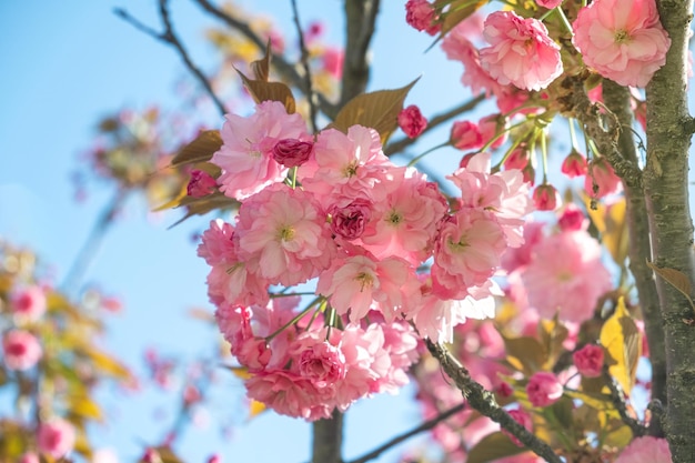 Primer plano de flores de cerezo rosa primaveral o sakura