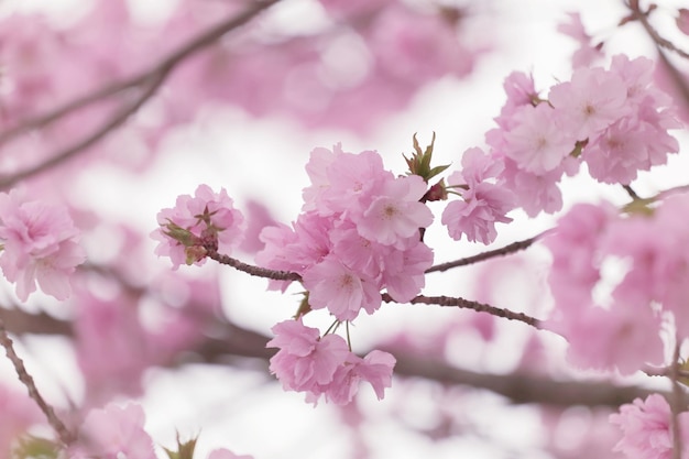 Foto primer plano de las flores de cerezo rosadas en el árbol