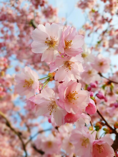 Foto primer plano de las flores de cerezo rosadas en primavera