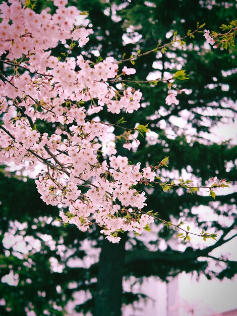 Foto primer plano de las flores de cerezo rosadas en primavera