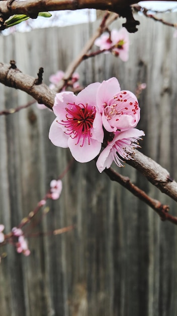 Foto primer plano de las flores de cerezo rosadas en primavera