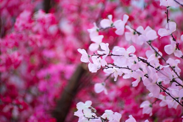 Foto primer plano de las flores de cerezo rosadas en primavera