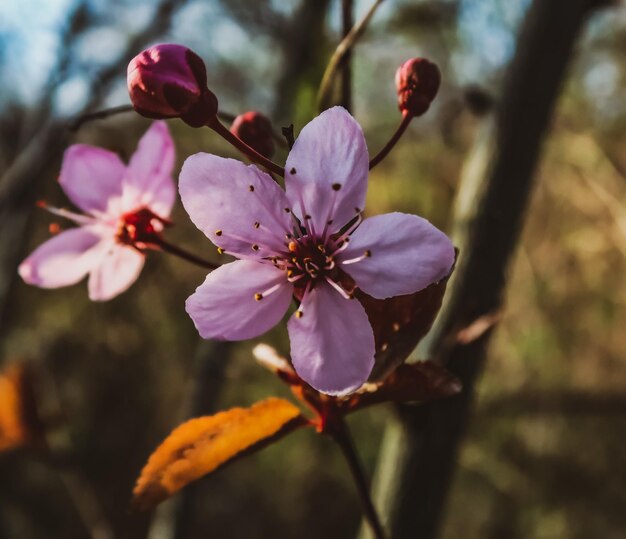 Foto primer plano de las flores de cerezo rosadas