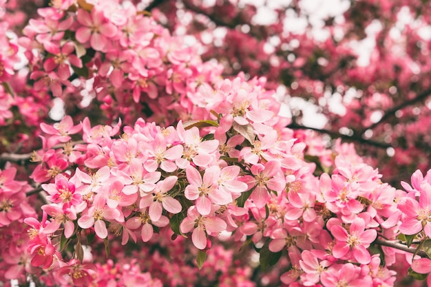 Foto primer plano de las flores de cerezo rosadas