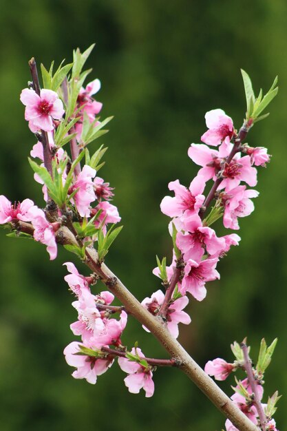 Foto primer plano de las flores de cerezo rosadas