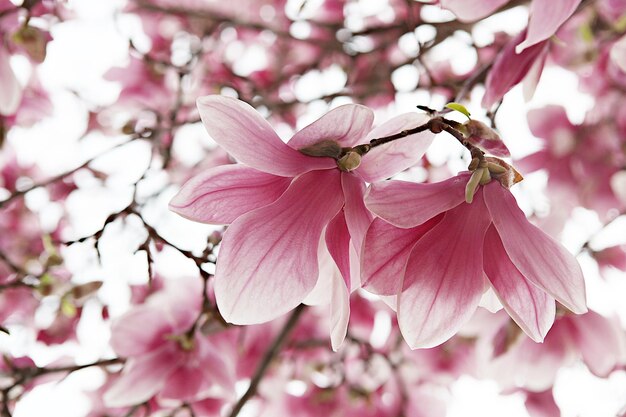 Foto primer plano de las flores de cerezo rosadas