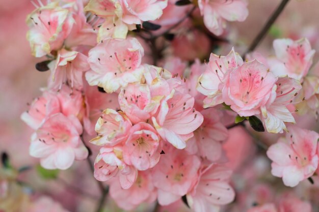 Foto primer plano de las flores de cerezo rosadas