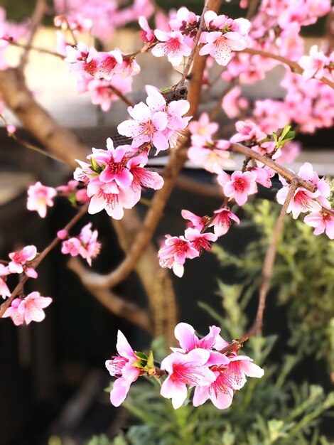 Foto primer plano de las flores de cerezo rosadas