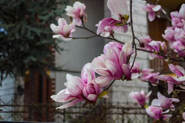 Foto primer plano de las flores de cerezo rosadas