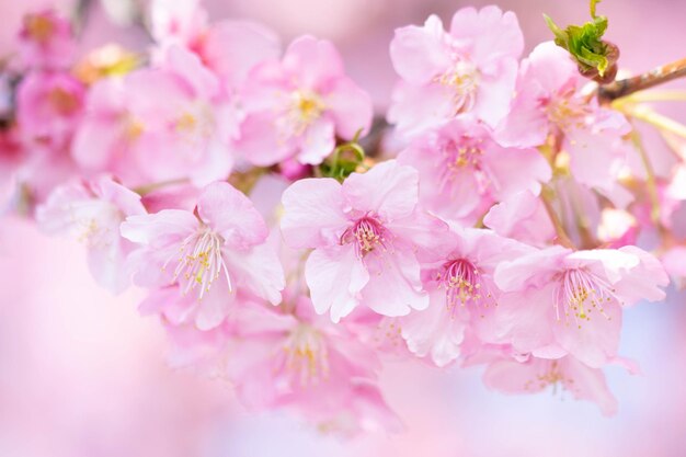 Primer plano de las flores de cerezo rosadas