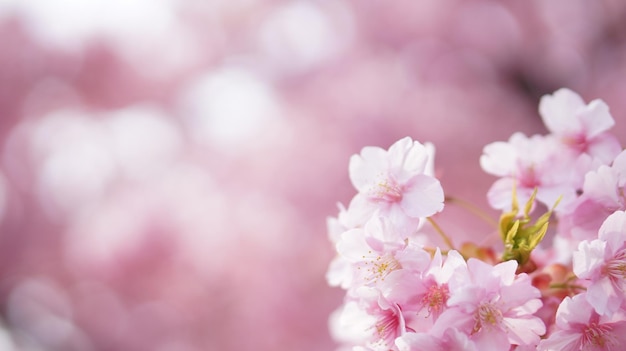 Primer plano de las flores de cerezo rosadas