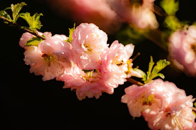 Foto primer plano de las flores de cerezo rosadas