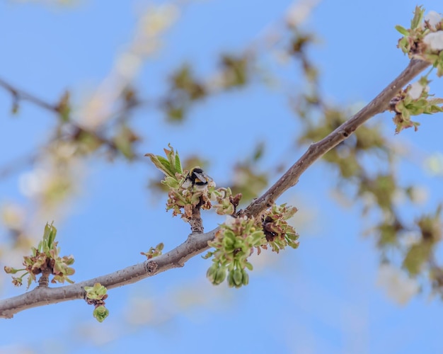 Primer plano de flores de cerezo sobre fondo de cielo azul