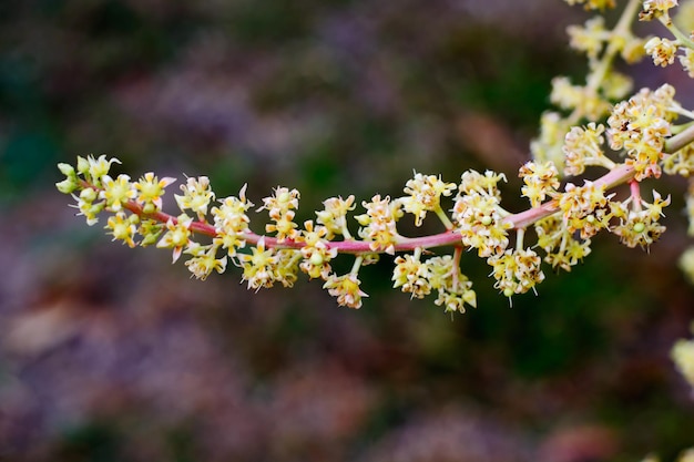 Foto primer plano de las flores de cerezo