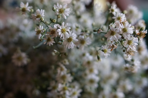 Primer plano de las flores de cerezo