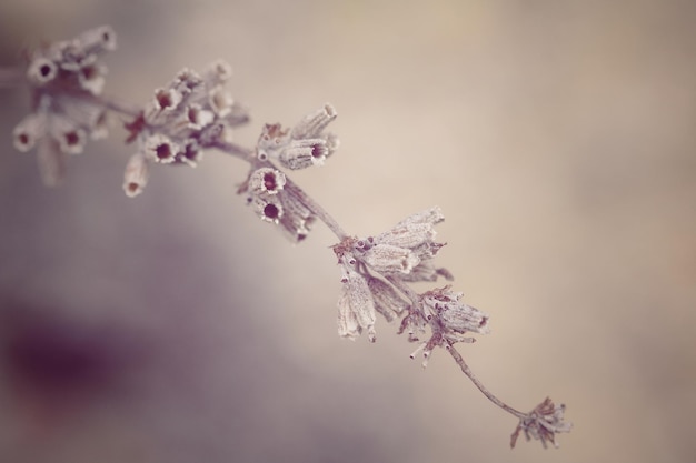 Foto primer plano de las flores de cerezo