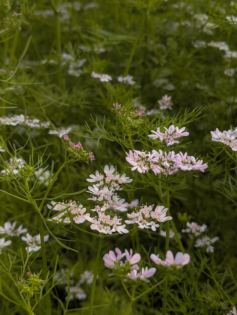 Foto en primer plano, las flores de cilantro en flor blancas con un fondo verde borroso