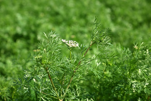 Primer plano de flores de cilantro en la planta en un campo agrícola