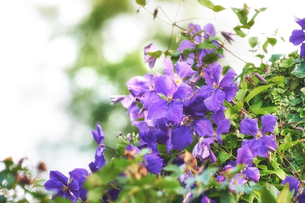 Primer plano de flores de clematis viticella púrpura que crecen y florecen en arbustos verdes o setos en un jardín privado y aislado Detalle texturizado de plantas de vid siempre verdes en flor con espacio de copia bokeh