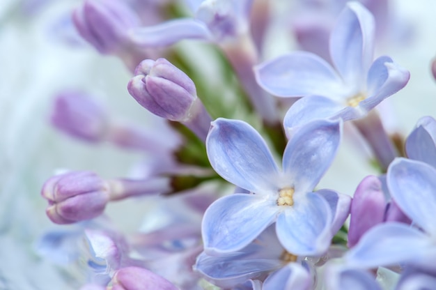 Primer plano de flores de color lila púrpura Fondo de flor