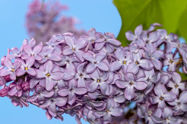 Un primer plano de flores de color lila púrpura