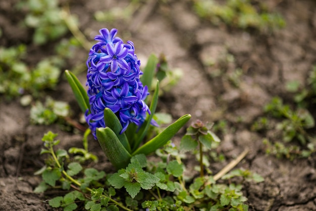 Primer plano de flores de color púrpura en la hierba verde de primavera