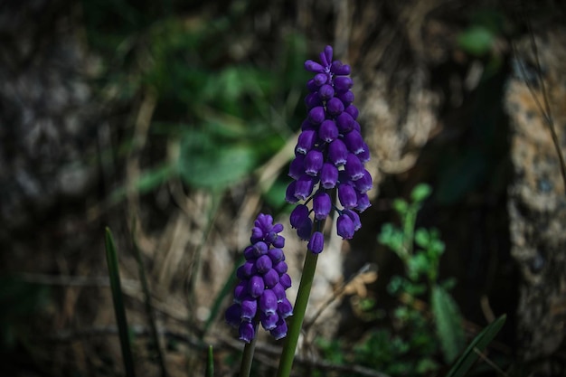 Un primer plano de flores de color púrpura con la palabra hisopo en la parte inferior.