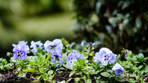 Primer plano de flores de color púrpura en el parque Closeup hermosas flores de pensamiento violeta violeta