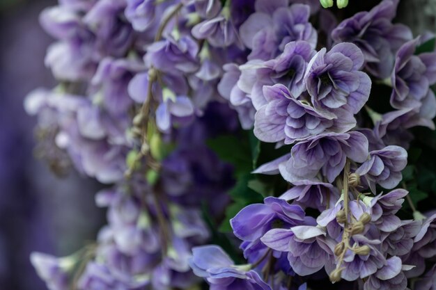 Primer plano de flores de color púrpura