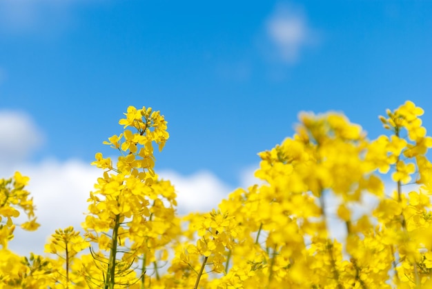 Primer plano de flores de colza amarilla en el cielo azul de fondo con nubes en los rayos del sol con espacio de copia en la naturaleza en vista panorámica de primavera