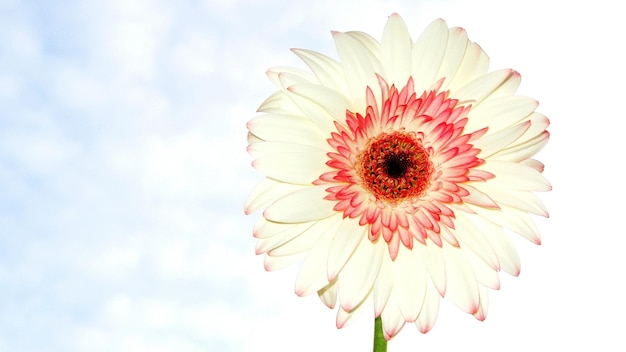 Primer plano de las flores contra el cielo