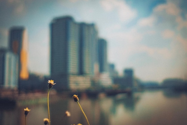 Primer plano de flores contra los edificios en un día soleado
