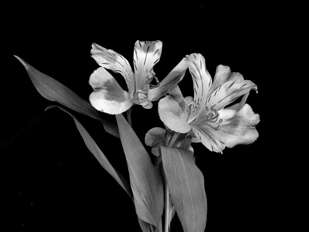 Foto primer plano de las flores contra un fondo negro