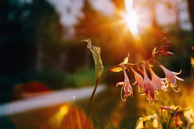 Foto primer plano de las flores contra la luz del sol