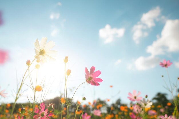 Primer plano de las flores del cosmos floreciendo en el campo contra el cielo