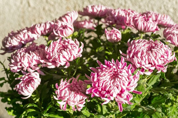 Primer plano de flores de crisantemo magenta en pared rugosa gris