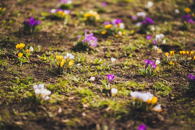 Foto un primer plano de las flores de crocus púrpura en el campo