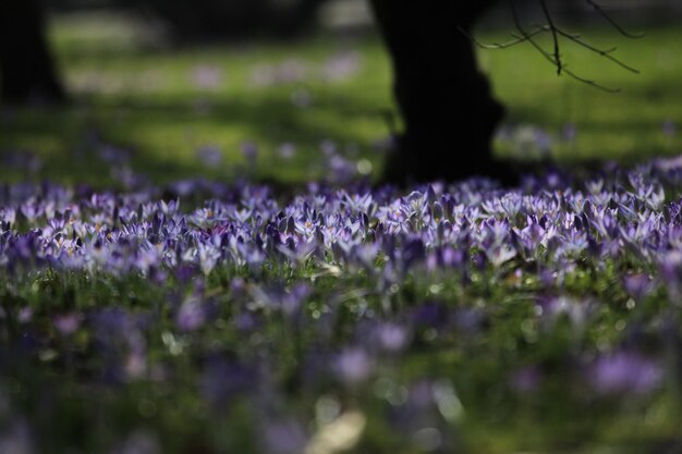 Foto un primer plano de las flores de crocus púrpura en el campo