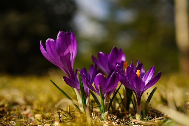 Foto un primer plano de las flores de crocus púrpura en el campo