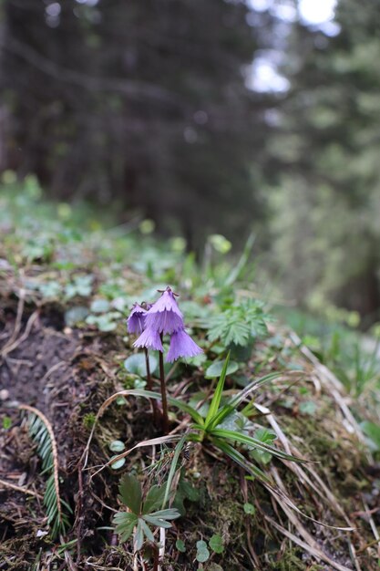 Foto un primer plano de las flores de crocus púrpura en el campo