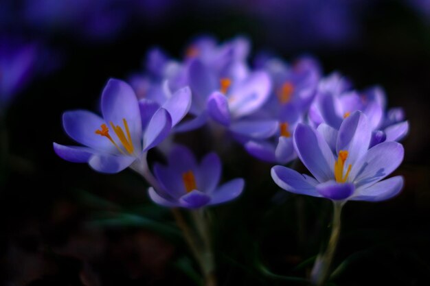 Un primer plano de las flores de crocus púrpura en el campo