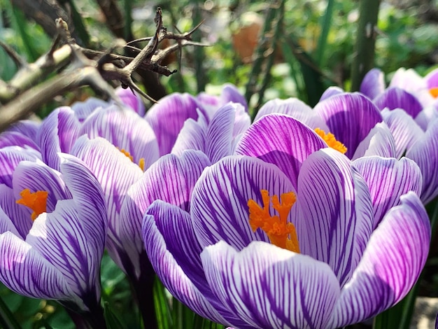 Foto primer plano de las flores de crocus púrpura en el parque