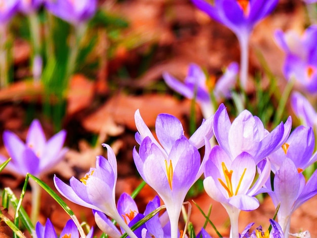 Foto un primer plano de las flores de crocús púrpura