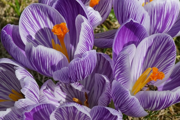 Foto un primer plano de las flores de crocus púrpura