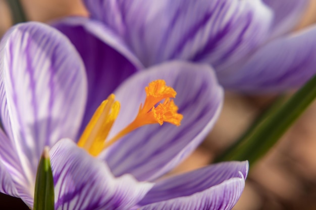 Foto un primer plano de las flores de crocús púrpura