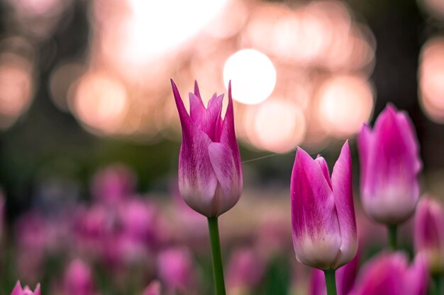 Un primer plano de las flores de crocús púrpura