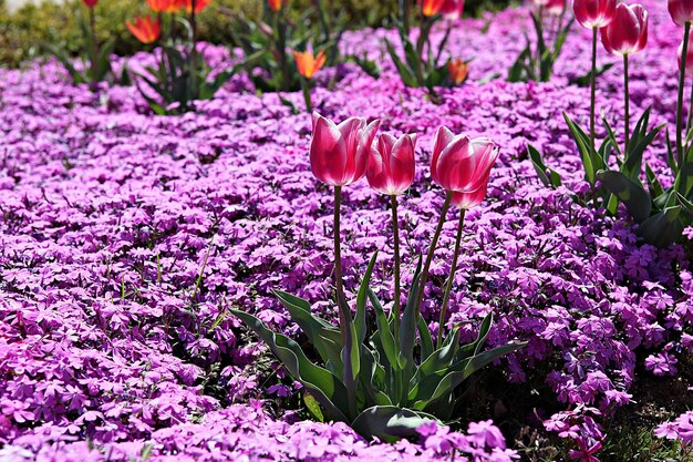 Primer plano de las flores de crocús rosadas en el campo