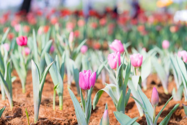 Primer plano de las flores de crocus rosas en el campo